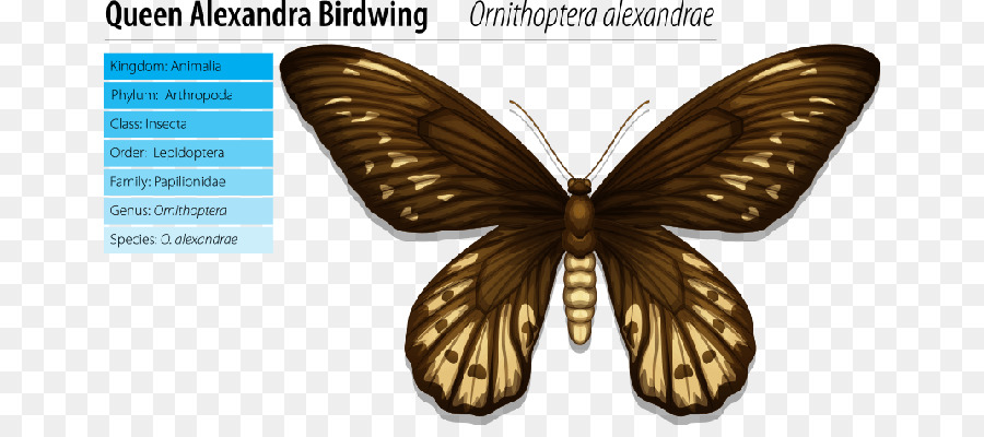 La Reina Alexandra Birdwing，La Reina Alexandra Memorial PNG