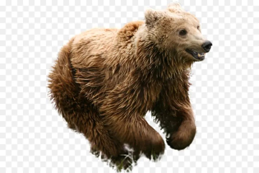 Grizzly Bear，Oso Pardo PNG