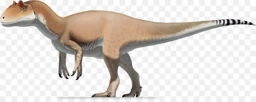 Allosaurus，Antrodemus PNG