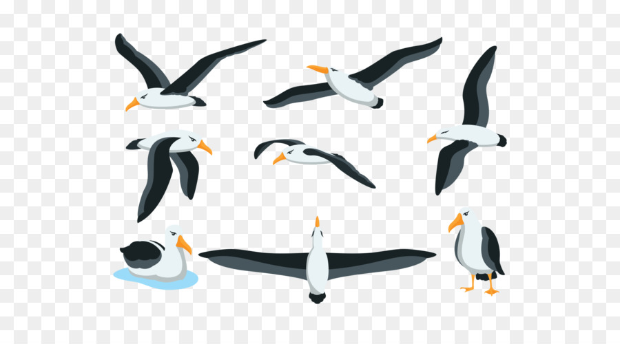 Penguin，Albatros PNG