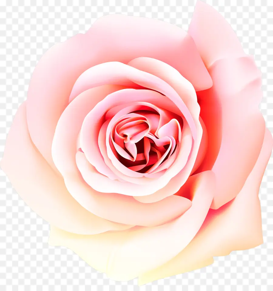 Rosa Rosa，Floración PNG