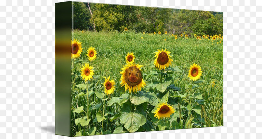 Girasol Común，Semilla De Girasol PNG