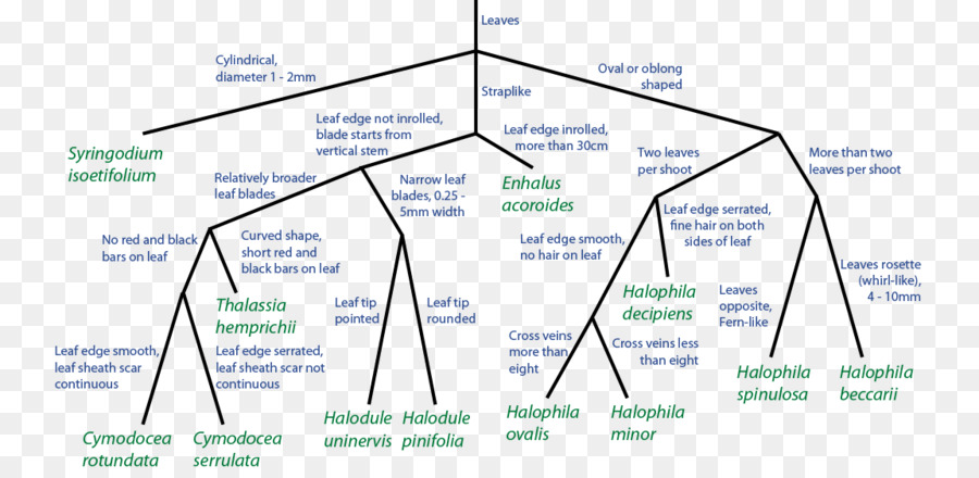 Diagrama De，Algas Marinas PNG