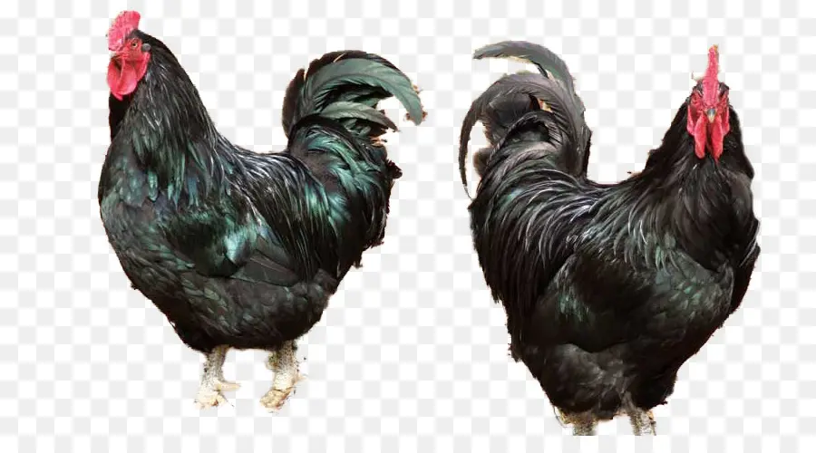 Gallo，Ayam Cemani PNG