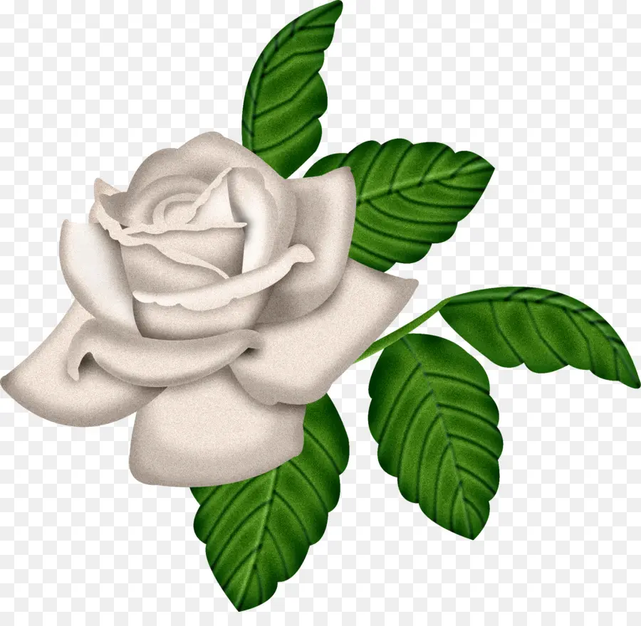 Rosa Blanca，Rosa PNG