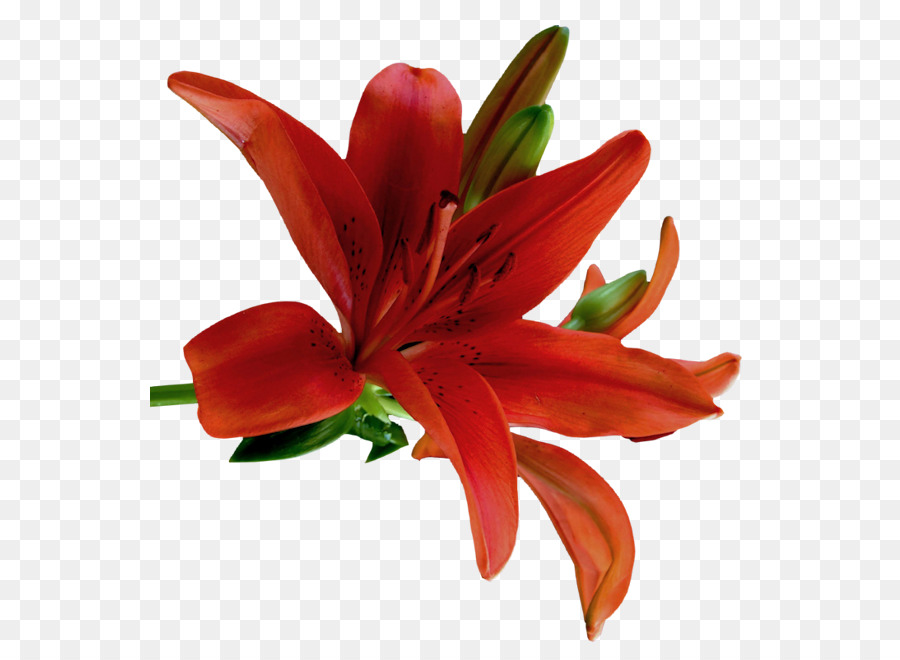 Flor，Lily De Cala PNG