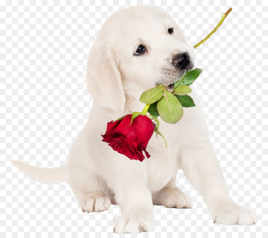 Cachorro Con Rosa，Perro PNG