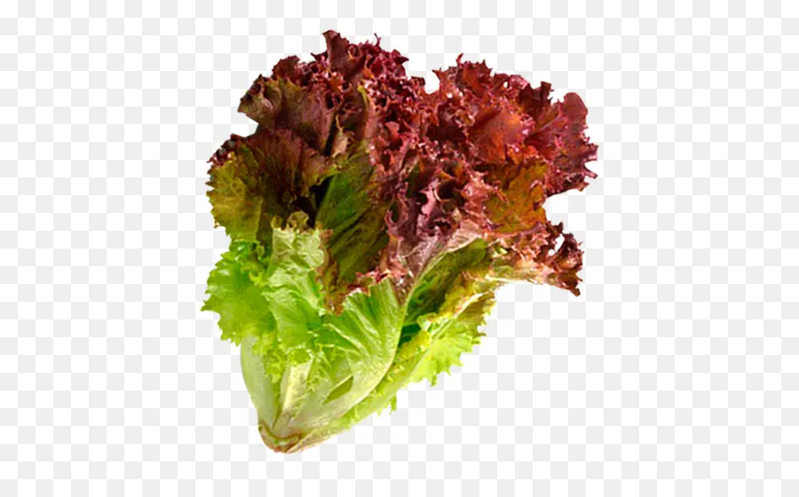 Lechuga，Lechuga De Hoja Roja PNG