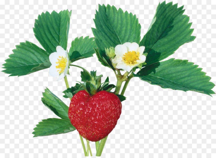 Fresa，Berry PNG