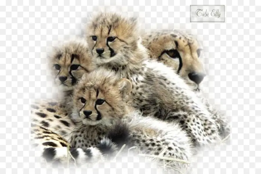 Cheetah，Gato PNG