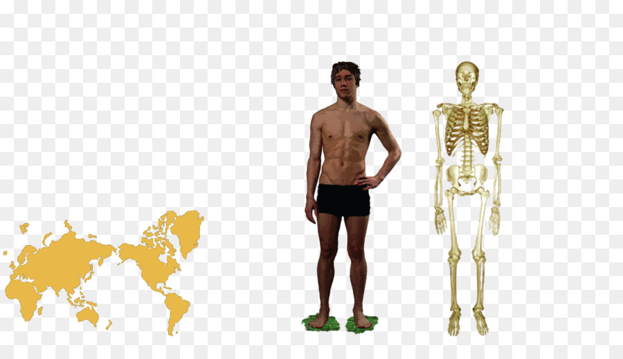 El Homo Sapiens，Anatomía Humana PNG