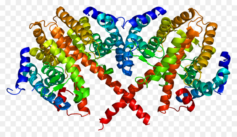 Estructura De La Proteína，Molécula PNG