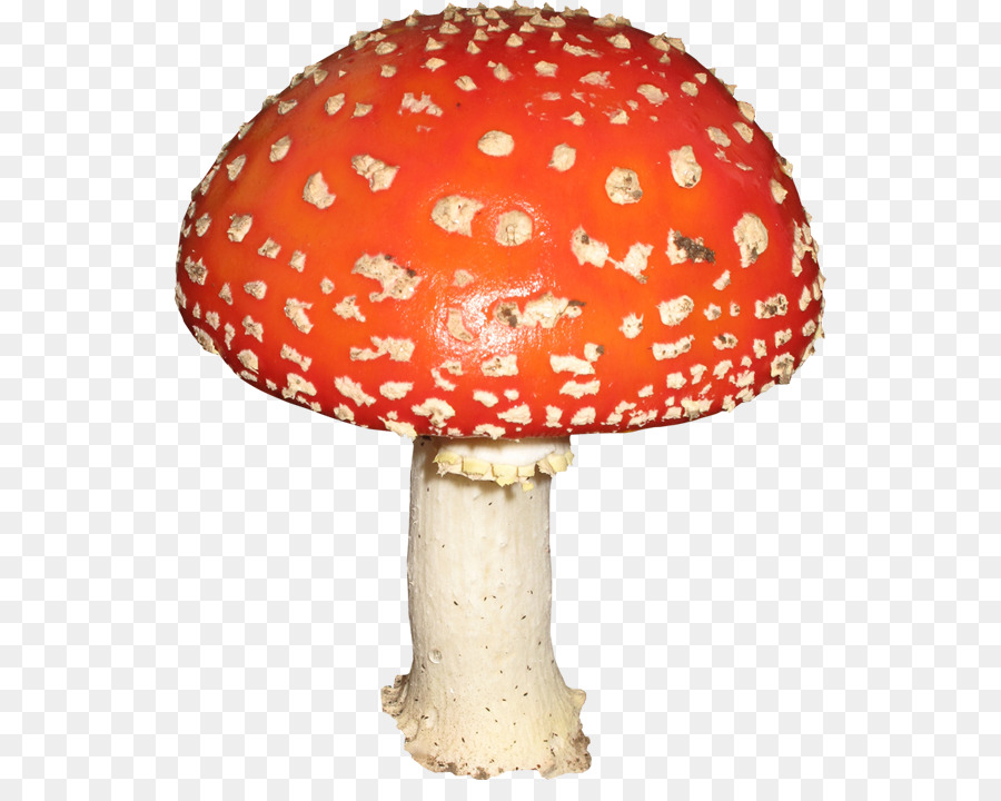 Seta，Amanita PNG