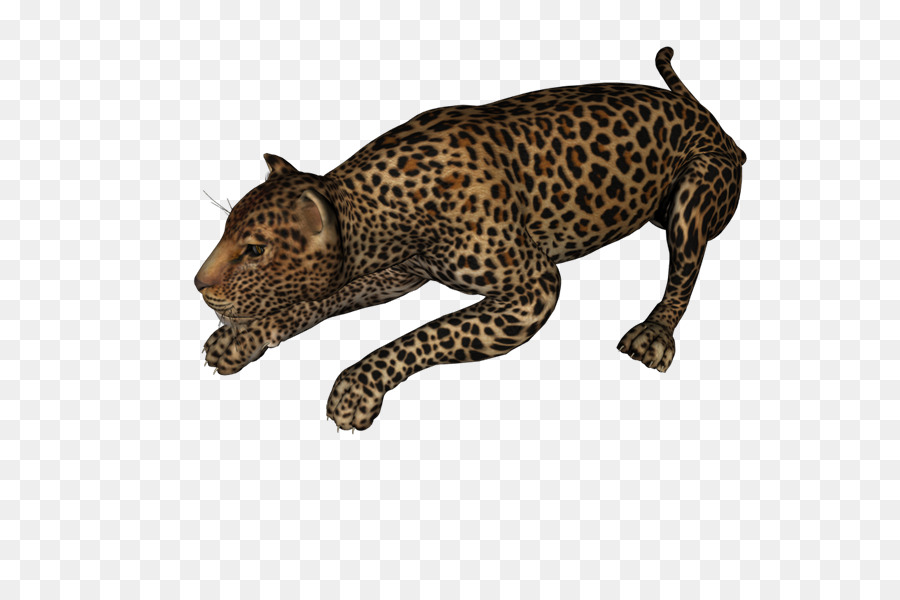 Leopard，Jaguar PNG