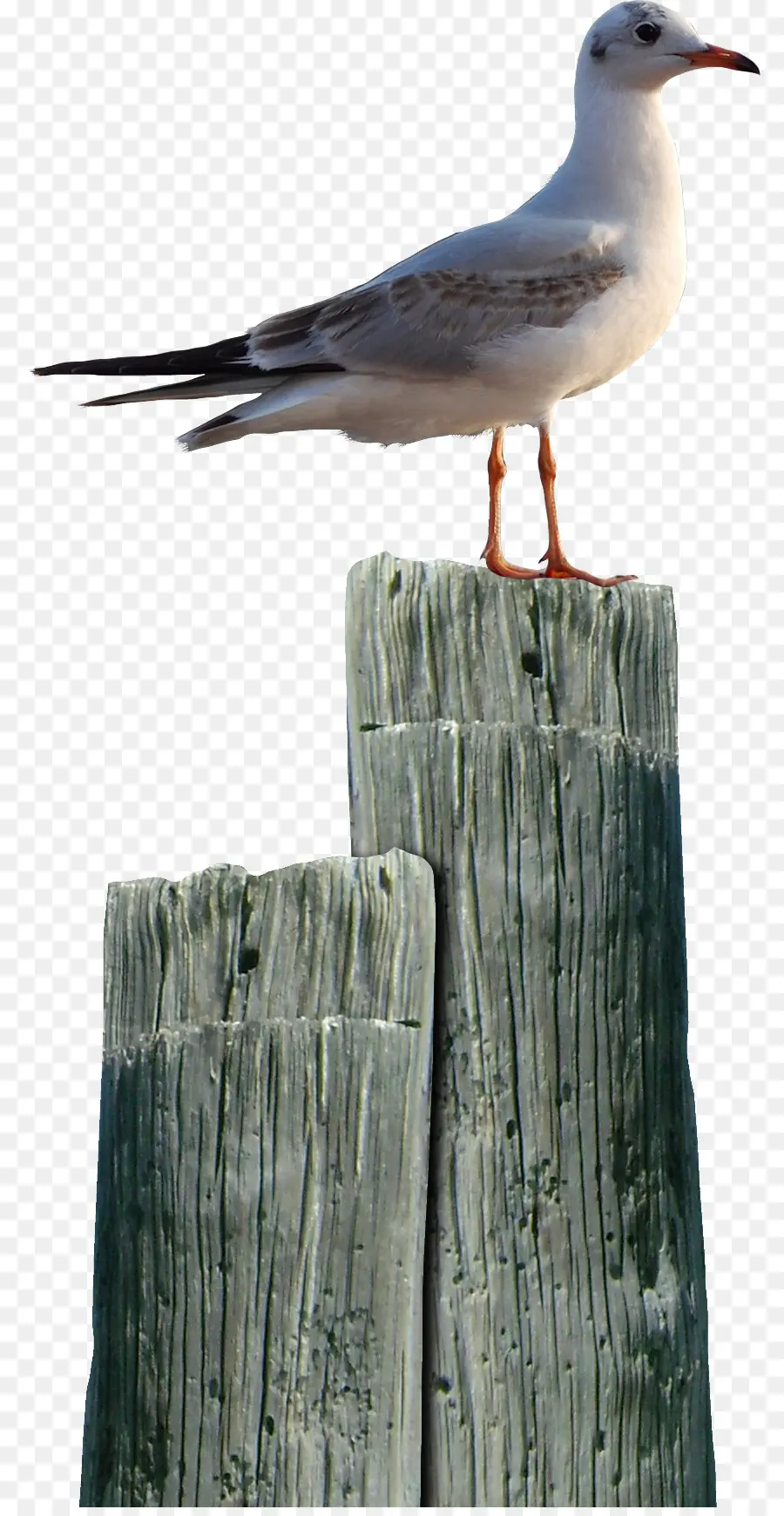 Pájaro，De Aves Marinas PNG