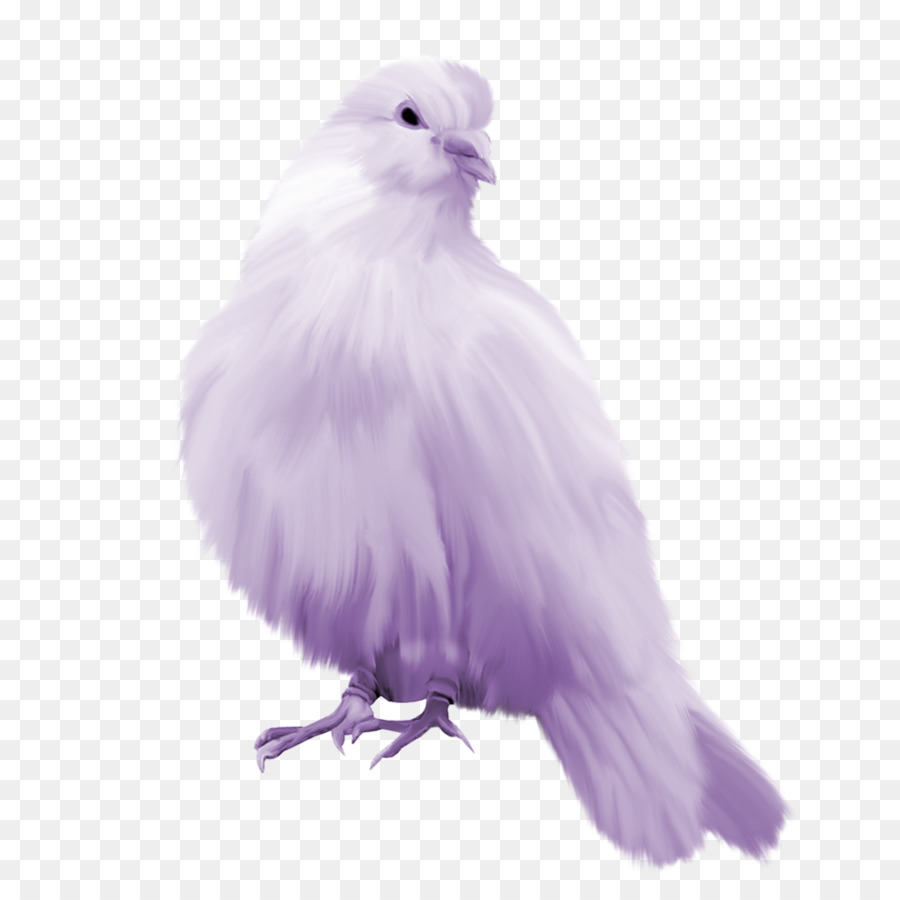 Columbidae，Fondo De Escritorio PNG