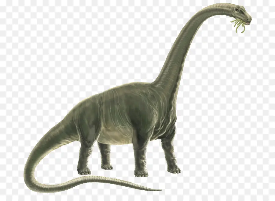 Dinosaurio，Animal PNG