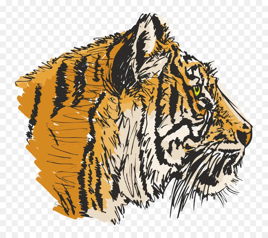 Ilustración Del Tigre，Tigre PNG