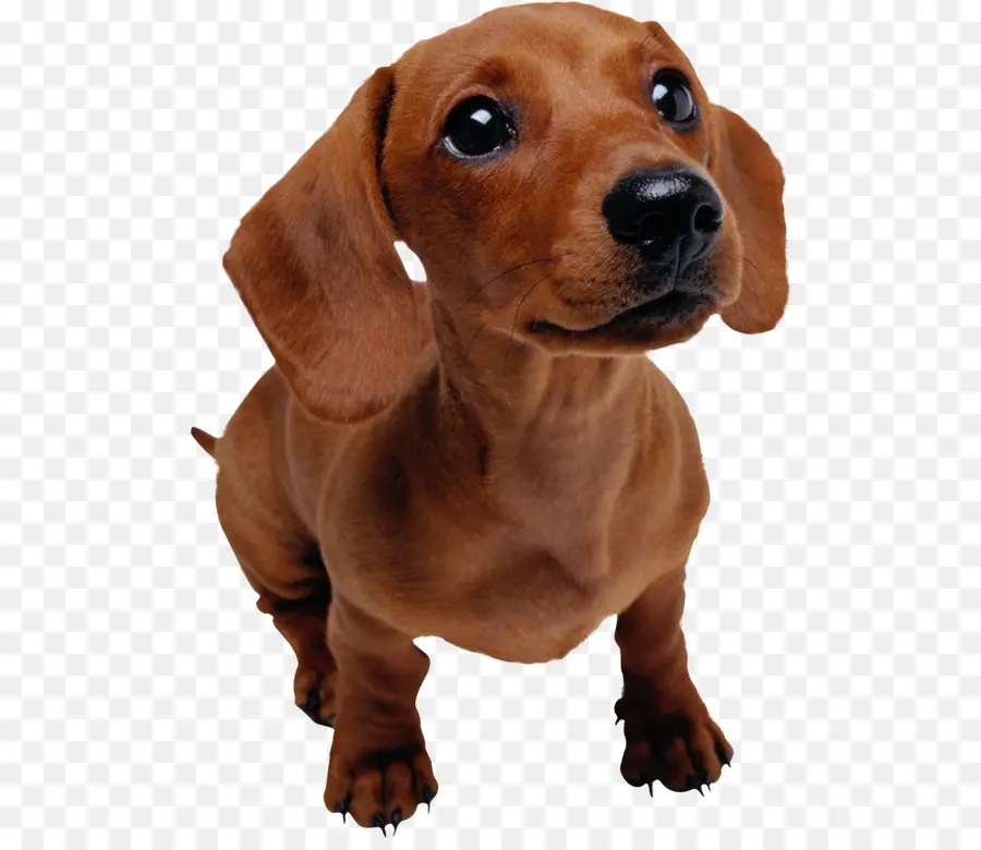 Perro Tejonero，Cachorro PNG