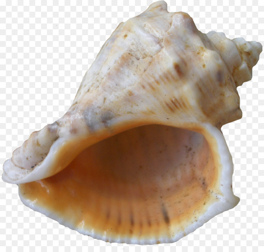 Caracol De Mar，Playa PNG