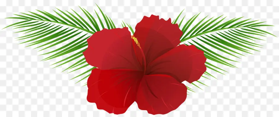 Flor De Hibisco，Rojo PNG