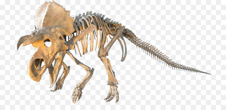 Velociraptor，Triceratops PNG