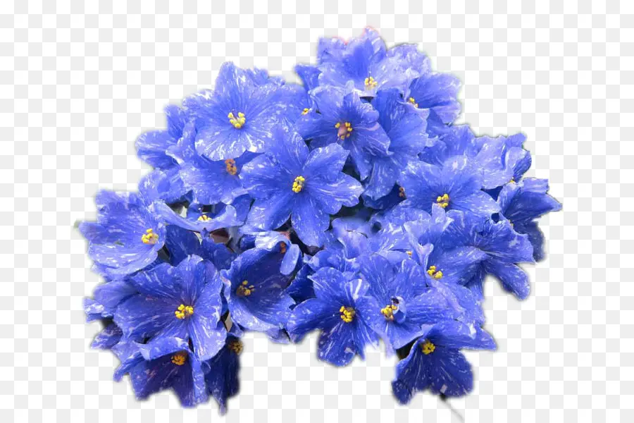 Flores Azules，Ramo PNG