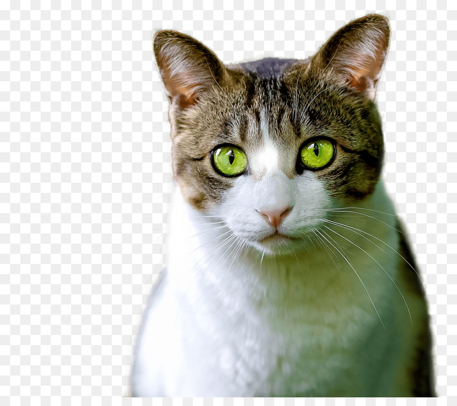 Gato De Camioneta，Camioneta Turca PNG