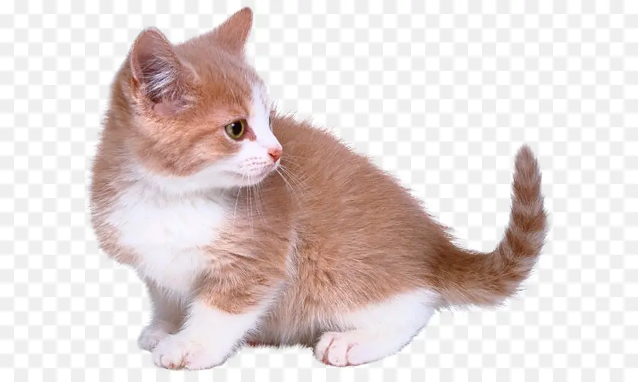 Gatito，Gato PNG