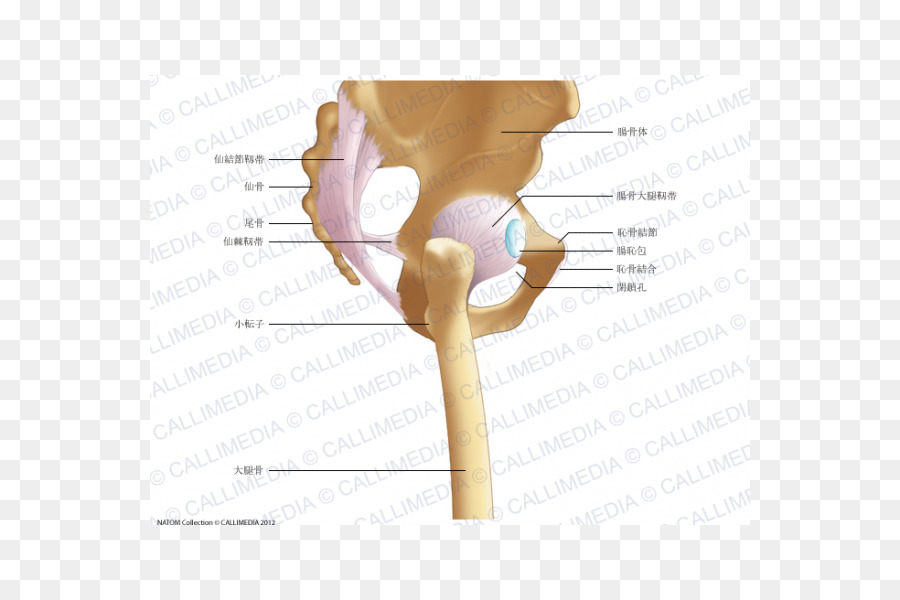 Iliopectineal Línea，De La Cadera PNG