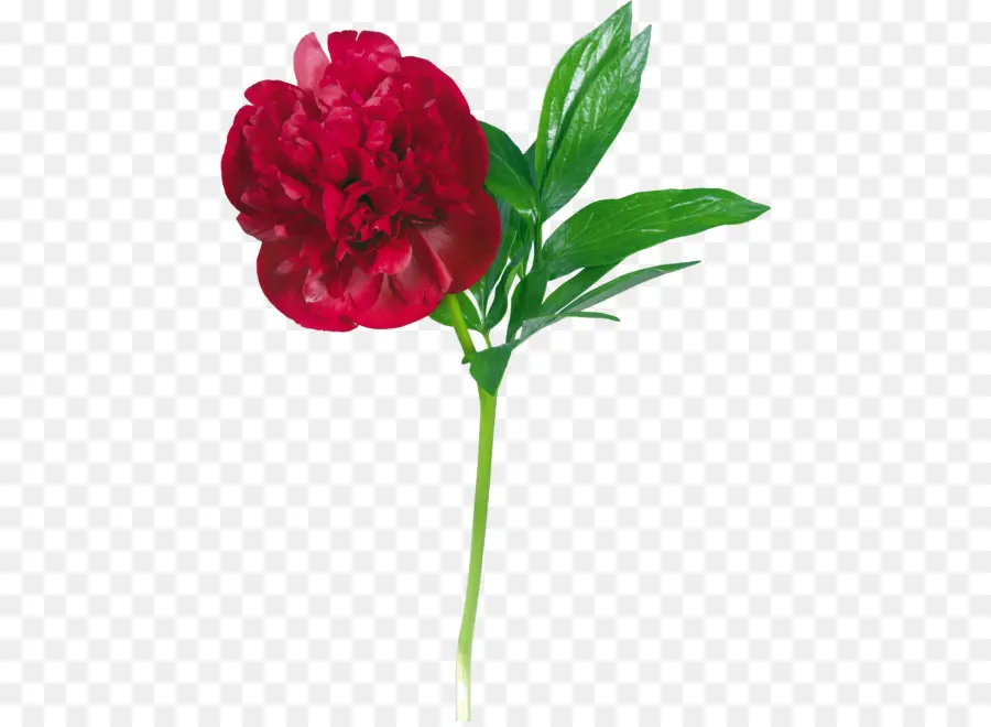 Flor，Rojo PNG