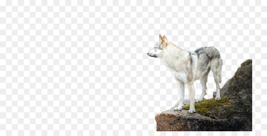 Perro Lobo Checoslovaco，Saarloos Lobo PNG