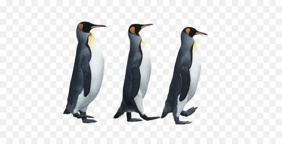 Penguin，La Antártida PNG