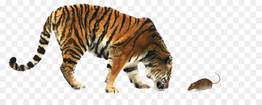 Tigre，Tiger Mi Amor PNG