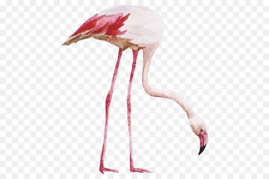 Flamingo，Dibujo PNG