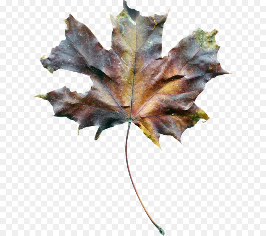 Hojas De Otoño，Caer PNG