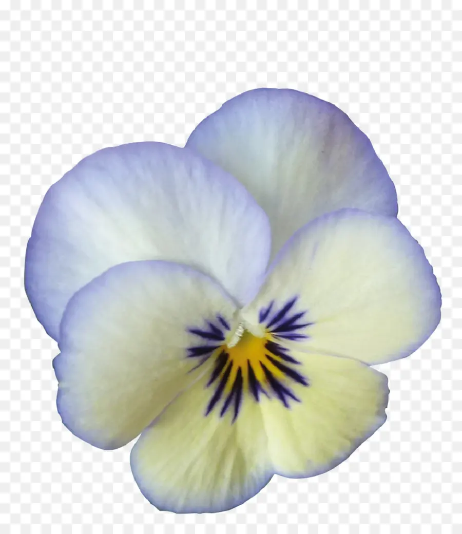 Flor De Pensamiento，Pensamiento PNG