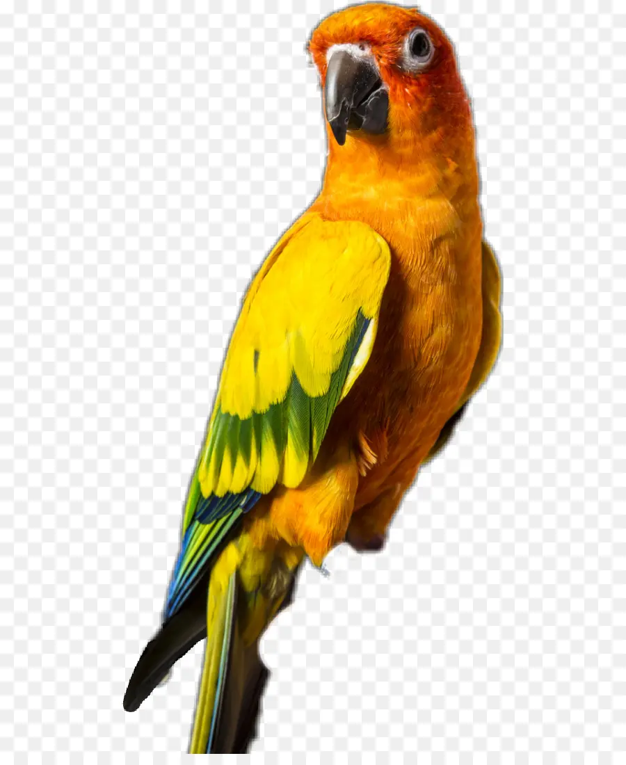 Loro Colorido，Pájaro PNG