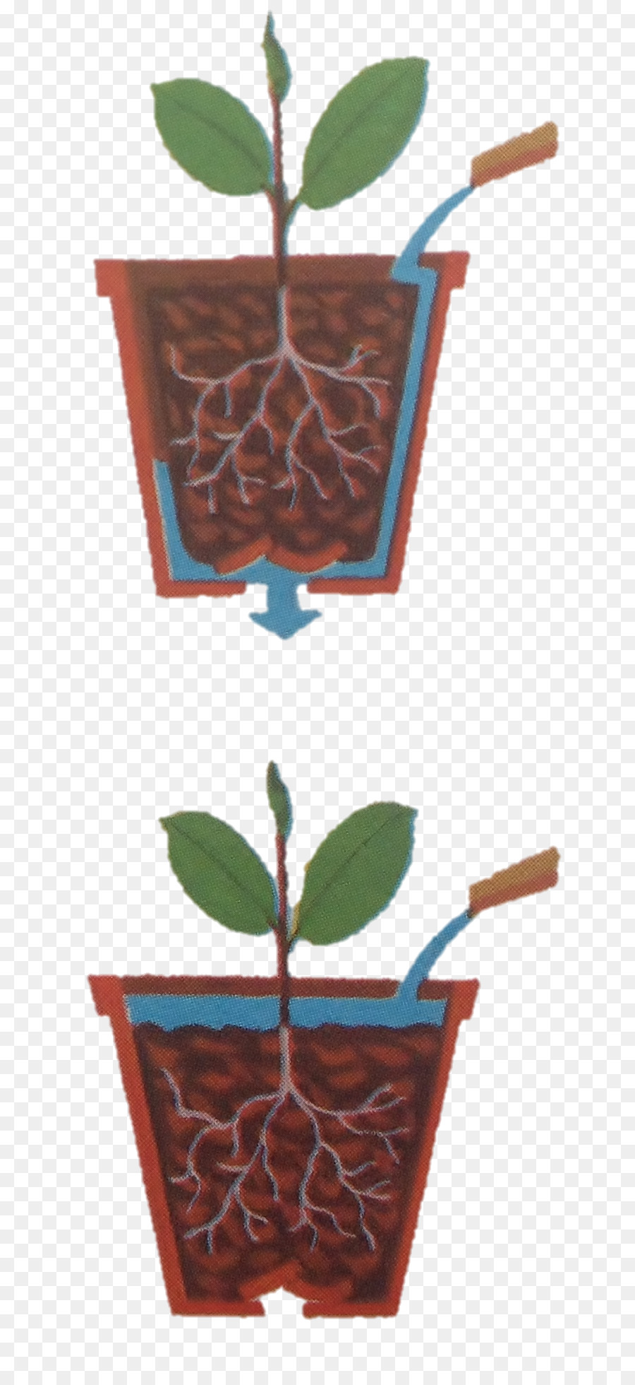 Planta De Interior，Maceta PNG