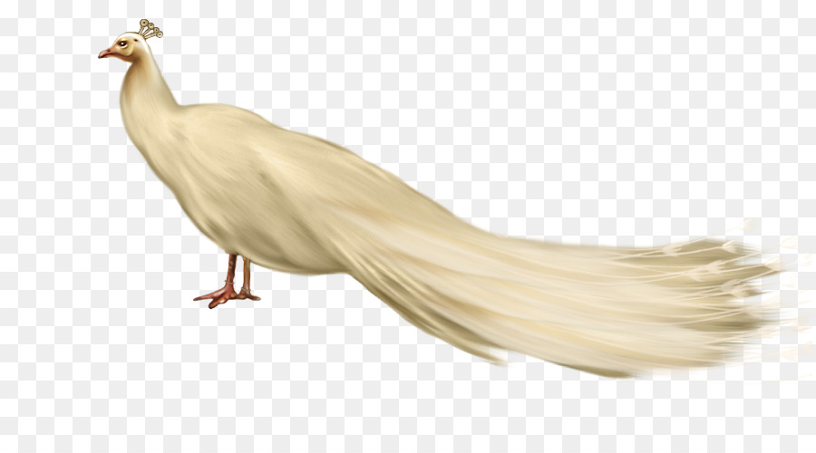 Pájaro，Dibujo PNG