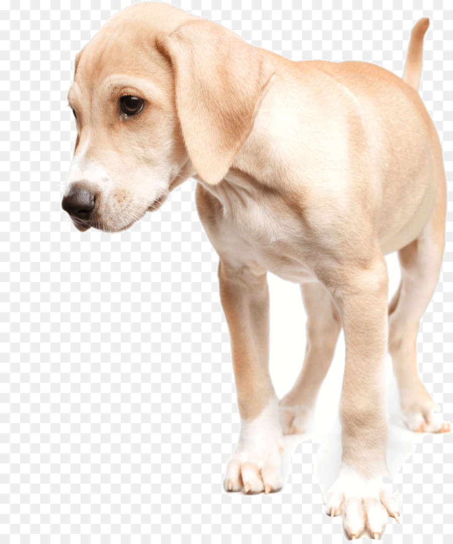 Raza De Perro，Cachorro PNG