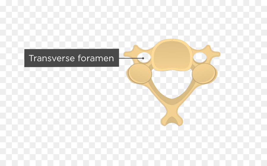 Vértebras Cervicales，La Columna Vertebral PNG