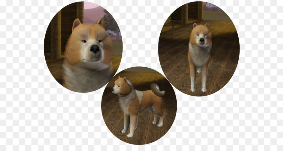 Shiba Inu，Pomerania PNG