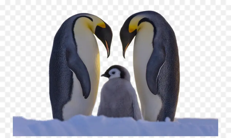 Penguin，La Familia PNG