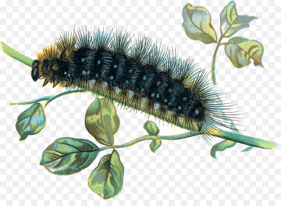 Caterpillar，Resolución De La Pantalla PNG