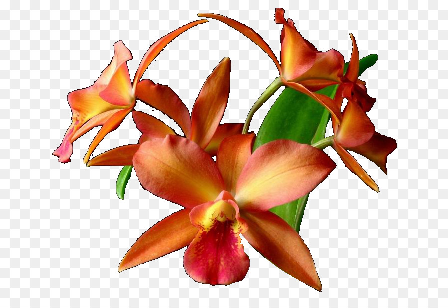 Orquídeas，Cortar Flores PNG