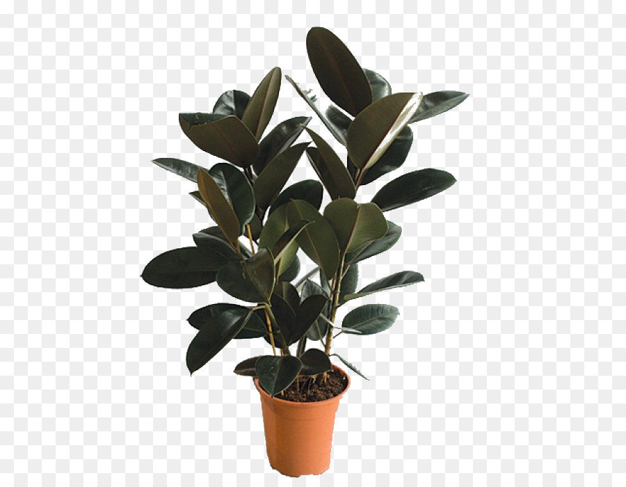 Planta En Maceta，Verdor PNG