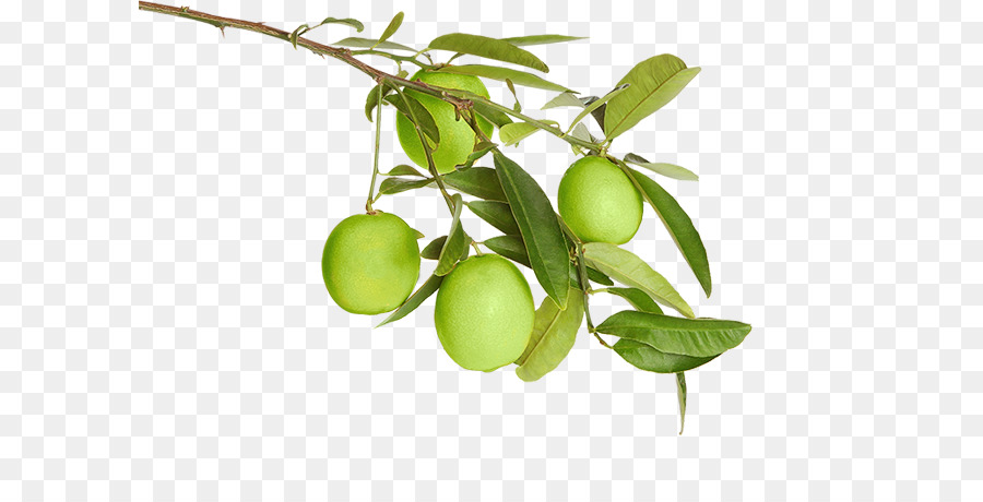 Aceitunas，Fruta PNG