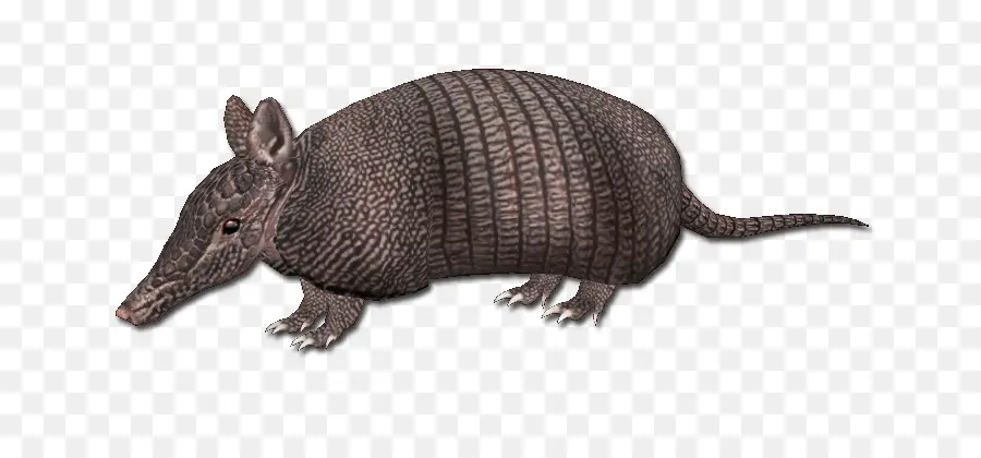 Armadillo，Animal PNG