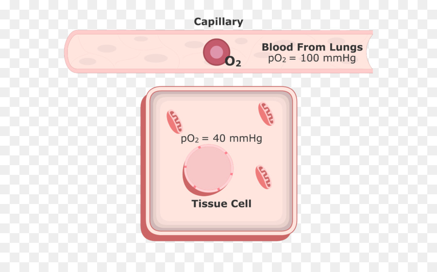 El Plasma De La Sangre，La Sangre PNG